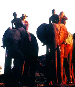 Reiten auf Elefanten