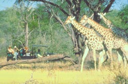 Giraffen Hwange Nationalpark