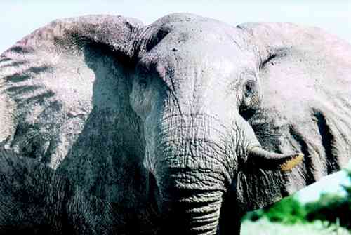Der wird doch nicht fliegen . . . : Ein mächtiger Elefantenbulle stellt die Ohren auf.
