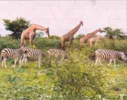 Großwild vor der Linse: Als hätten sie sich extra in Positur gesetzt, lassen sich Zebras und Giraffen hautnah fotografieren.