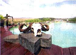 Swimmingpool mit Büffelschädel als Dekoration