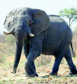 Bedrohlich: Der Elefantenbulle signalisiert seine Angriffslust