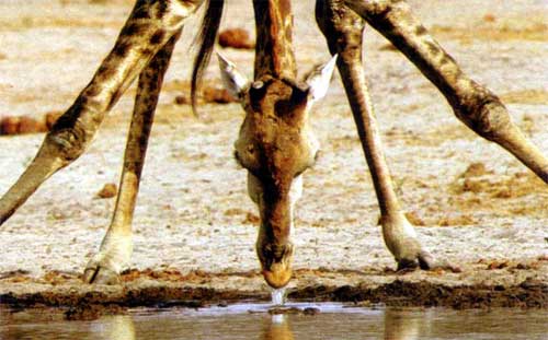 Eine Giraffe muss sich am Wasserloch ganz schön breit machen.
