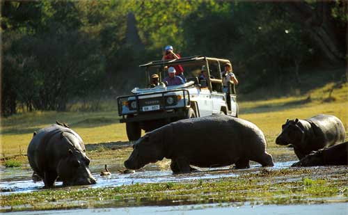 Nilpferde im Okavango Delta in Botswan
