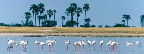Flamingos in Kenia