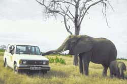 Elefant am Auto