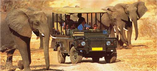Elefanten Safari