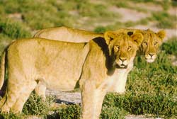 Löwen in Simbabwe