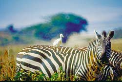 Zebras in Simbabwe