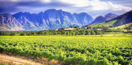 Weinbau Südafrika