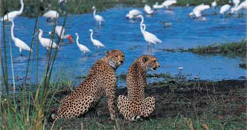 Geparde im Serengeti Nationalpark