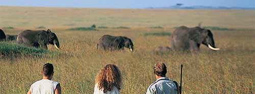 Auf Safari: Elefanten beobachten