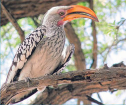 Dackelgroßer Nashornvogel: Im Baum sitzt ein Gelbschnabel-Toko.