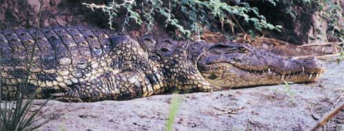 Dieses Krokodil aalt sich im Chobe-Nationalpark. In den Flusslandschaften am Sambesi und am Kwando sind solche Beobachtungen vom Boot aus möglich.