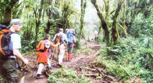 Aufstieg durch den Regenwald zum Machame - Camp