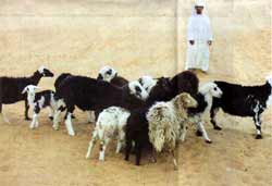 Idyllisch: Ein Beduine mit seiner kleinen Schafherde mitten in der Wüste