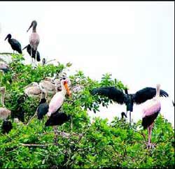 Vogelwelt: brütende Störche und Pelikane im Okavango- Delta