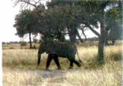 Botswana: Elefant