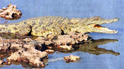 Krokodil am Tarangire-Fluss