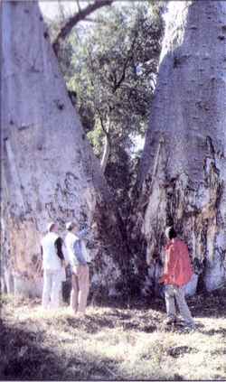 Riesig: Die Baobabbäume sind Giganten in dieser Region.