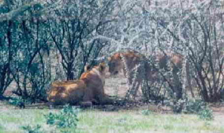 Im Etoscha-Nationalpark: Ein Löwen-Pärchen lässt sich in der Zwergbusch-Savanne auch nicht von neugierigen Touristen bei der Siesta stören. 