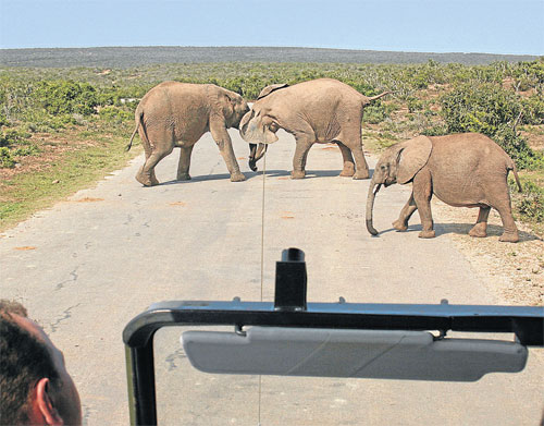 Autofahrer aufgepasst: Im Addo Elephant Park sollte man stets den Fuß auf der Bremse haben.