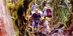 Im tropischen Regenwald: Immer wieder versperrten riesige Wurzeln Ottkes Weg 