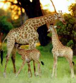 Familie Lulatch vor Sonnenuntergang. Die anmutigen Giraffen können einem angreifenden Löwen mit einem Tritt all Knochen brechen.
