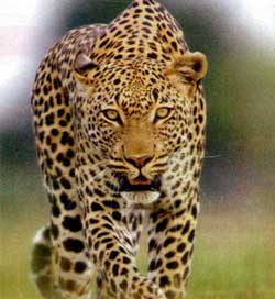 Vorsichtig schleicht sich ein Leopard an die Kamera heran. 