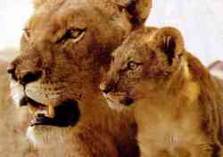 Löwenmütter werden zu Furien, wenn jemand ihren Kleinen ans Fell will.