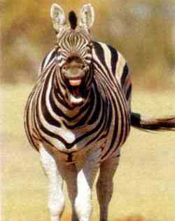  	  Zebrastreifen haben einen Sinn. So können Raubtiere aus einer Herde keine Einzelnen ausmachen.